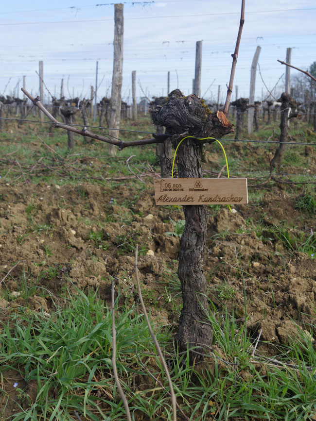 Виноградник на урожай